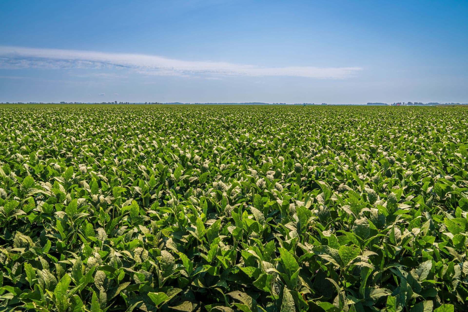 Campo de soya verde bajo un cielo despejado